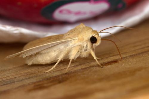 Mythimna vitellina