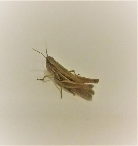 Euchorthippus declivus