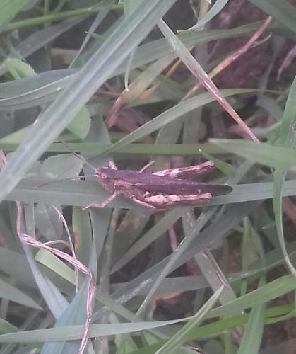 Chorthippus sp.