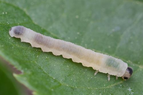 Réf. 302 898 : Macrophya sp.