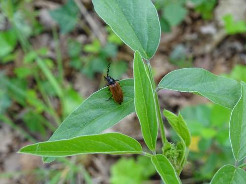 Drilus flavescens