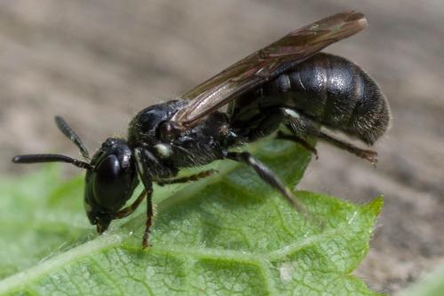 Ceratina cucurbitina