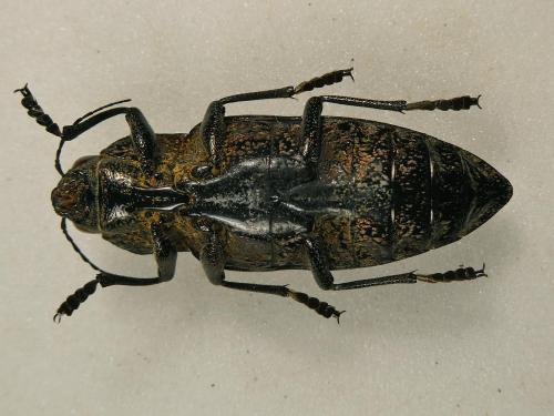 Réf. 302 117 : Chalcophora detrita