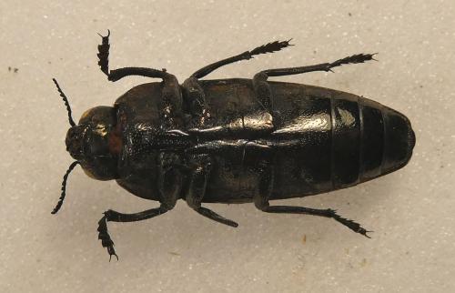 Sphenoptera tragacanthae