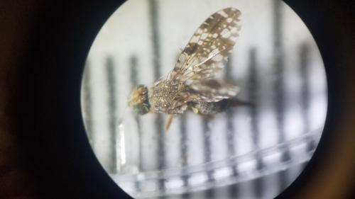 Tephritis vespertina