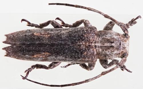 Réf. 302 153 : Niphona albolateralis