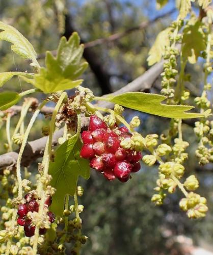 Andricus grossulariae