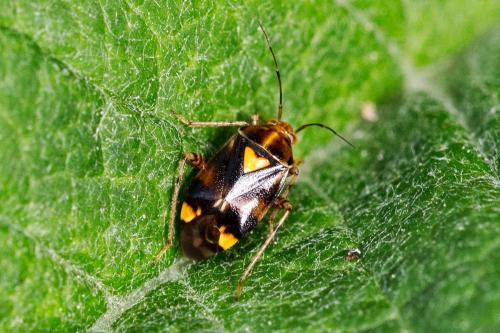 Liocoris tripustulatus