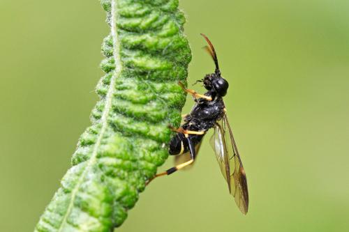 Allantus togatus