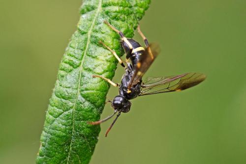 Allantus togatus