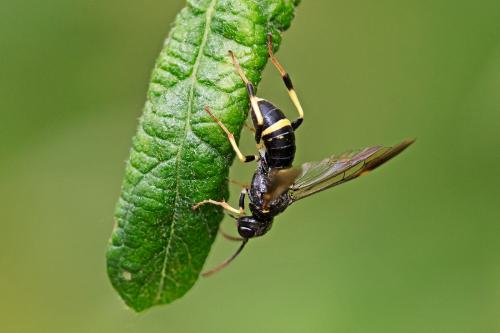 Allantus togatus