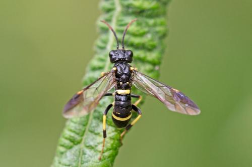 Allantus togatus