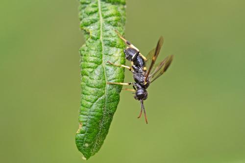 Allantus togatus