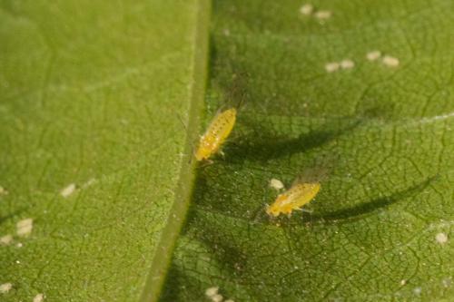 Myzocallis castanicola