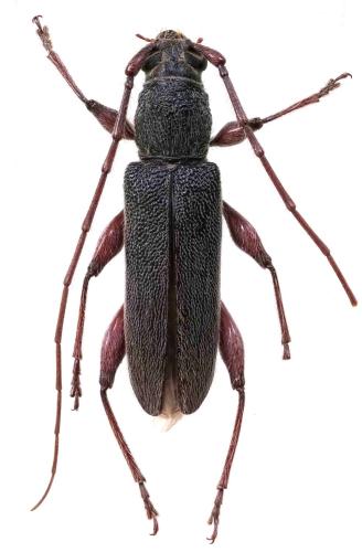 Réf. 302 154 : Ceresium geniculatum
