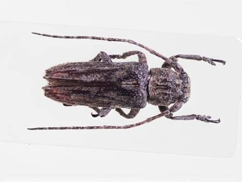 Niphona parallela