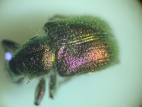 Réf. 302 396 : Rhynchites auratus