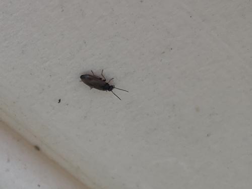 Scraptia sp.