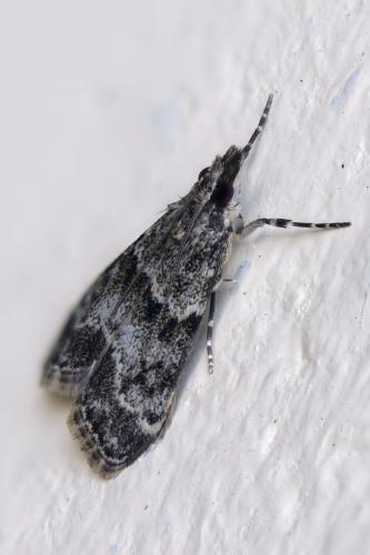 Eudonia mercurella
