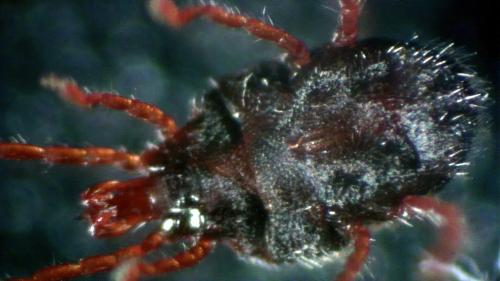 Réf. 302 806 : Abrolophus rubipes