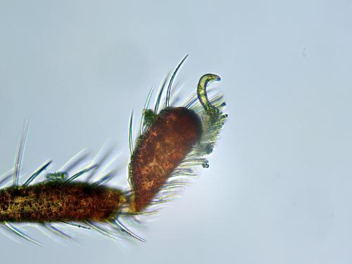 Abrolophus rubipes