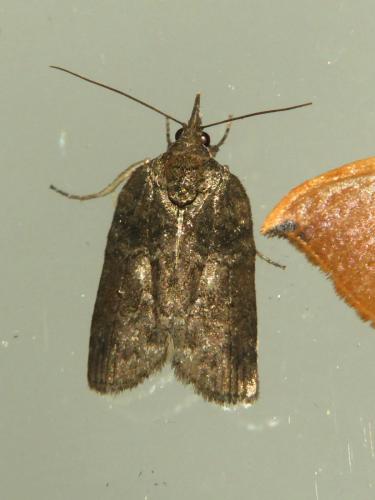 Réf. 302 763 : Nycteola sp.