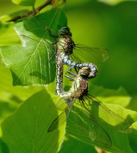 Brachytron pratense