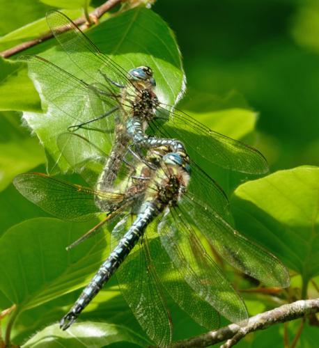 Brachytron pratense