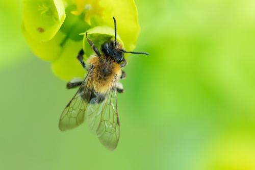 Andrena nitida