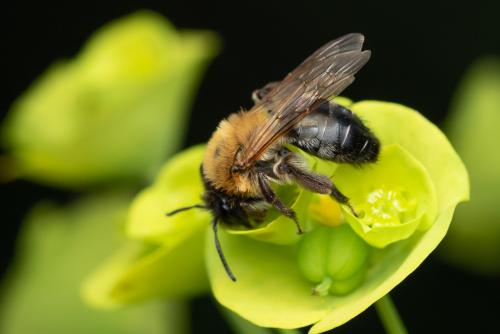 Andrena nitida