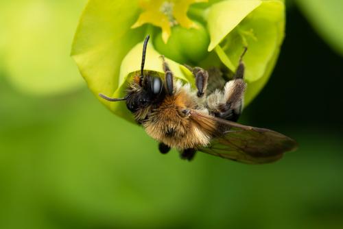 Andrena nitida