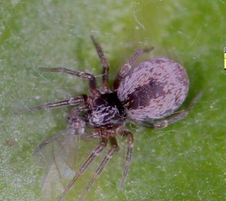 Dictyna sp.