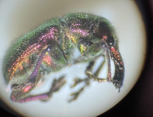 Réf. 302 397 : Rhynchites auratus