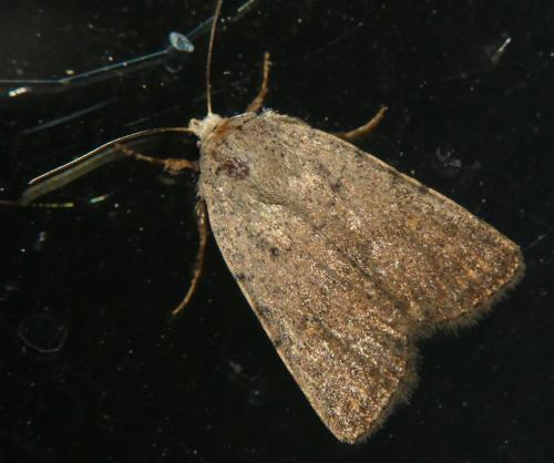Caradrina sp.