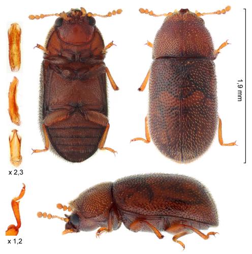 Réf. 302 983 : Cis fissicornis