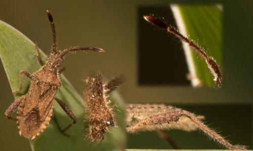 Coriomeris hirticornis