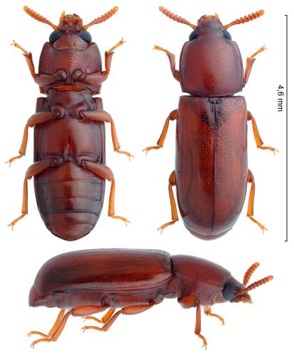 Corticeus fraxini