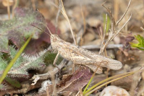 Réf. 302 928 : Chorthippus brunneus brunneus