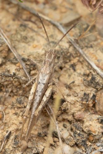 Réf. 302 927 : Chorthippus brunneus brunneus