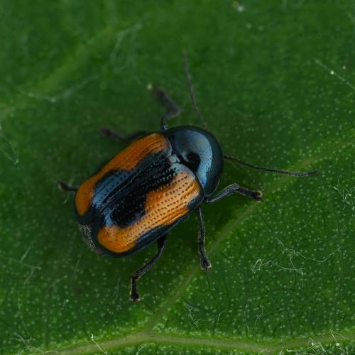 Cryptocephalus marginatus