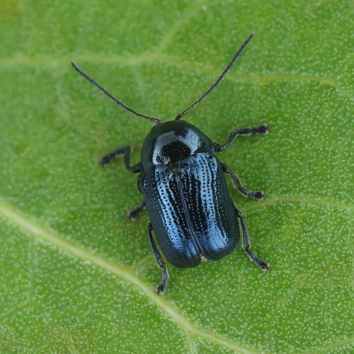 Cryptocephalus marginatus