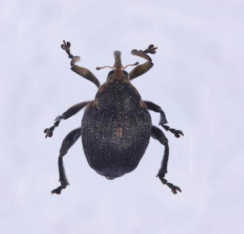 Réf. 302 271 : Mononychus punctumalbum