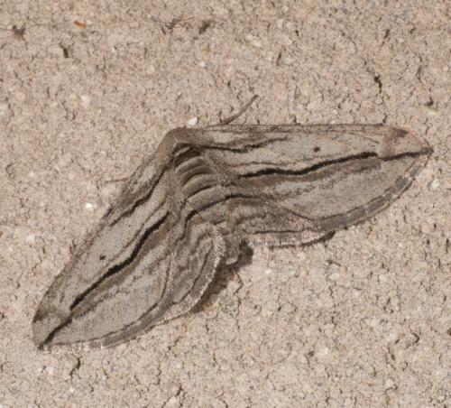 Réf. 302 630 : Ecleora solieraria