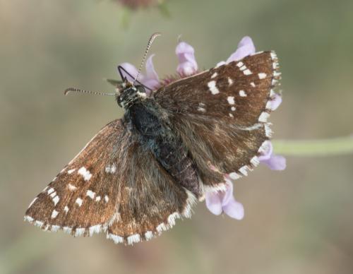 Réf. 302 789 : Pyrgus sp.