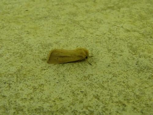 Réf. 302 680 : Sesamia nonagrioides