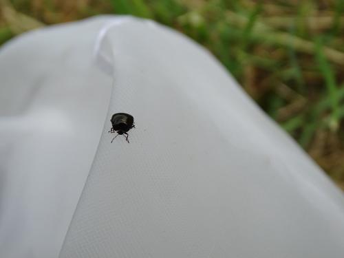 Coptosoma scutellatum