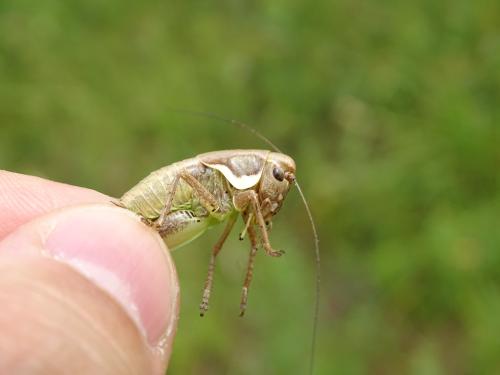 Réf. 302 783 : Pholidoptera femorata