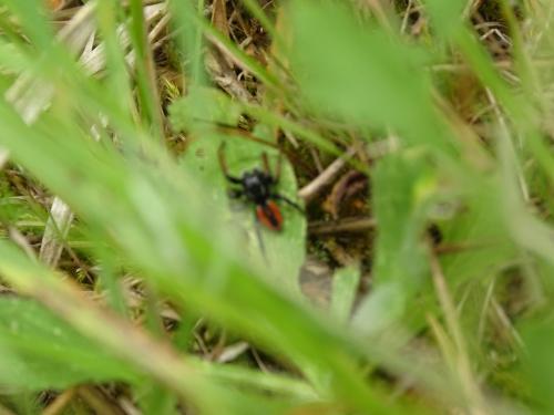 Philaeus chrysops