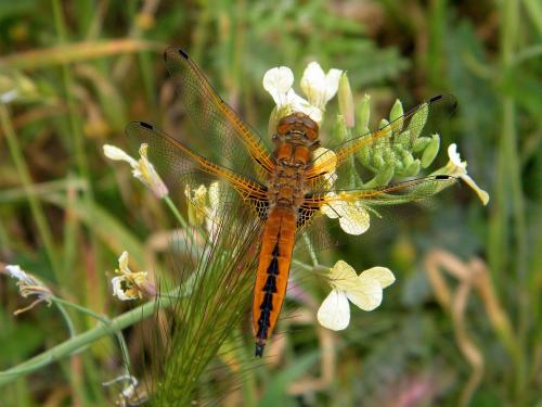 Libellula fulva