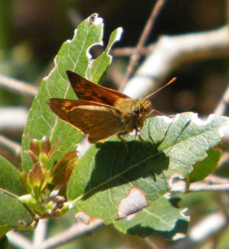 Ochlodes sylvanus